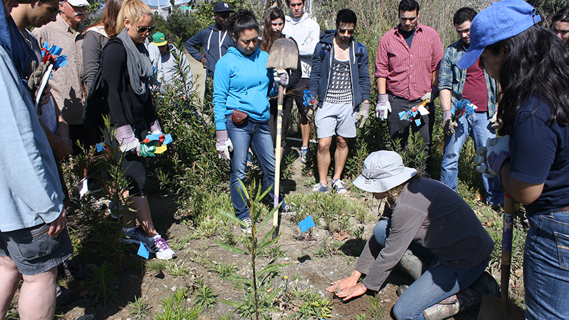 Malibu Lagoon planting
